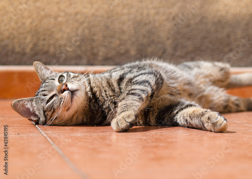 Fototapeta Naklejka Na Ścianę i Meble -  Cat wallowing in the soil of a terrace
