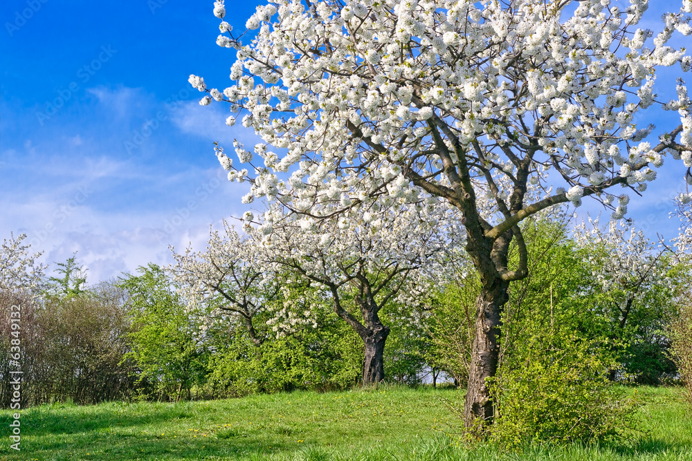 Fototapeta premium Cherry Blossom in Spring