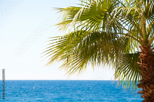 Beautiful palm tree against the sky and blue sea
