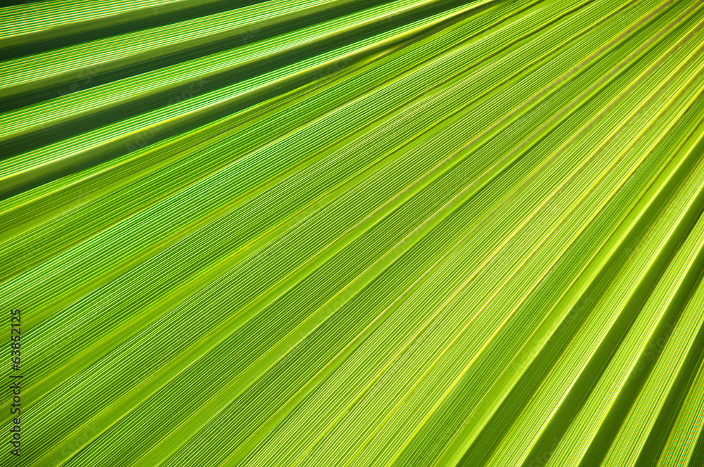 Lines and textures of Green Palm leaves.