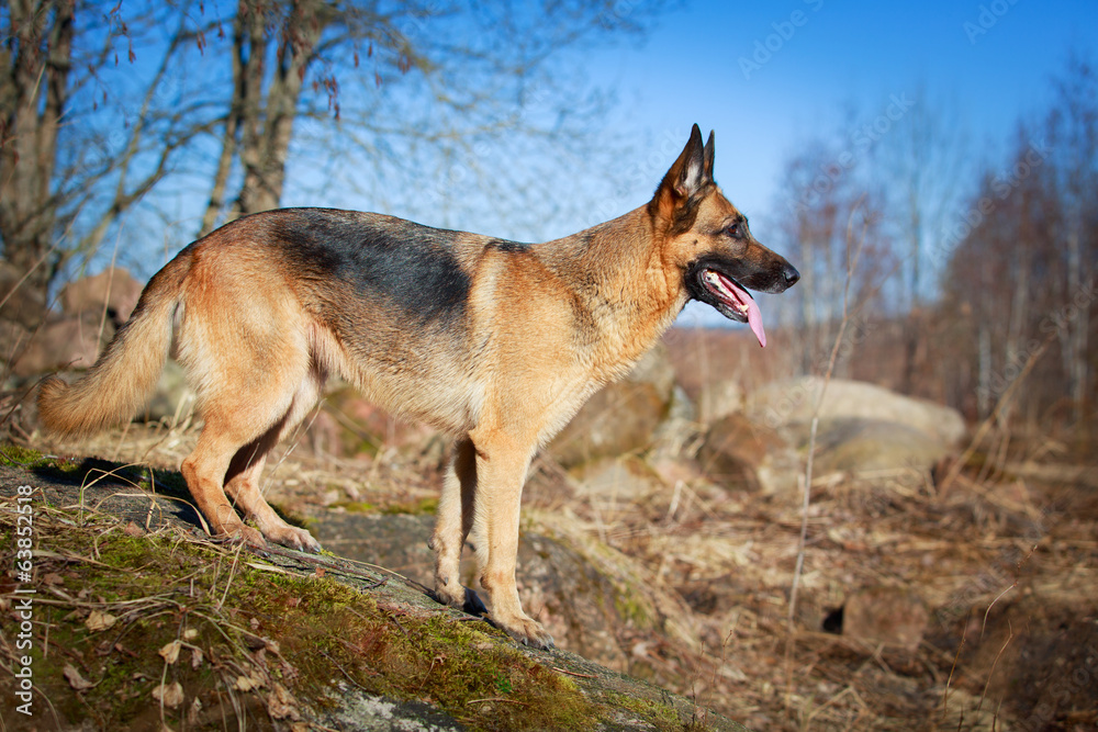 German Shepherd dog German Shepherd dog