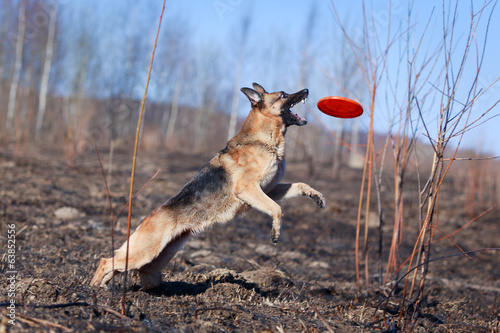 German Shepherd dog photo