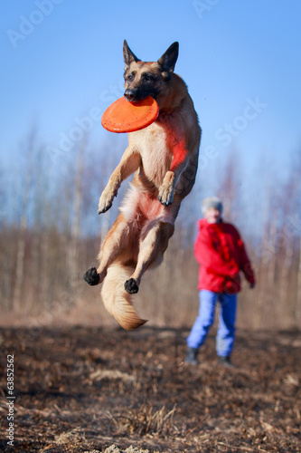 German Shepherd dog photo