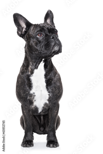 french bulldog © Javier brosch