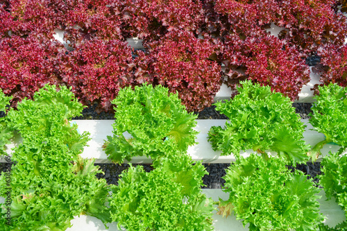 hydroponic farm