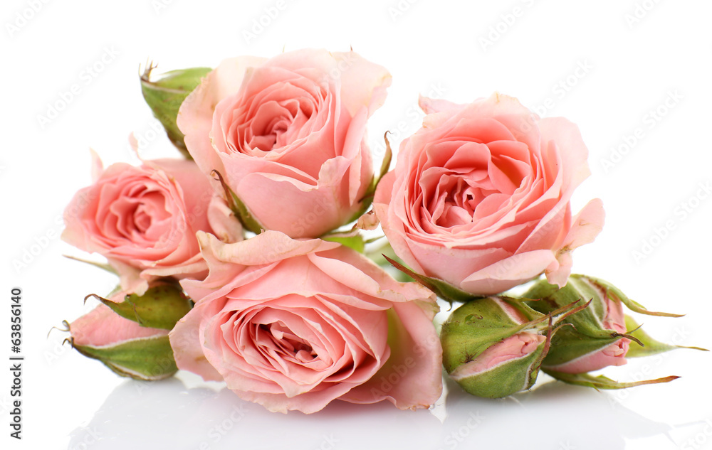 Beautiful roses isolated on white Beautiful roses isolated on white