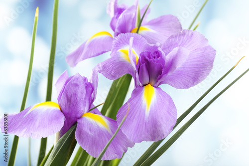 Fototapeta Naklejka Na Ścianę i Meble -  Beautiful iris flower on bright background