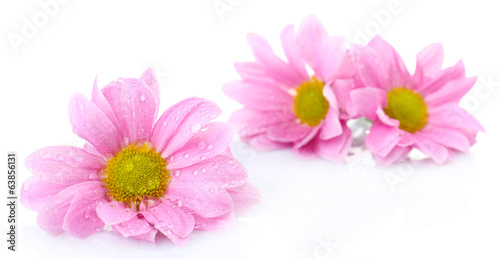Beautiful chrysanthemum flowers isolated on white