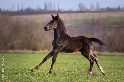 Running black foal in spring field