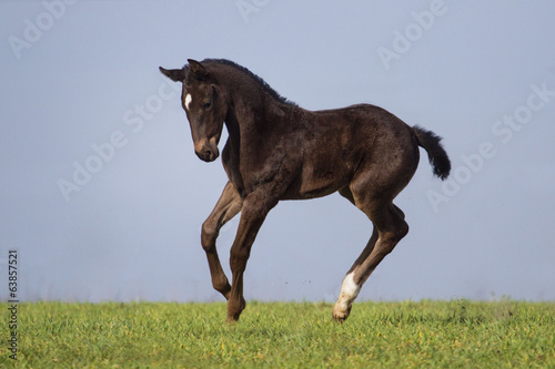 Foto Running black foal in spring field