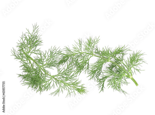 Several branch of dill.
