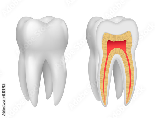 Dents vectorielles 2