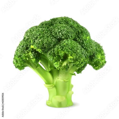 Fresh green broccoli, vector illustration