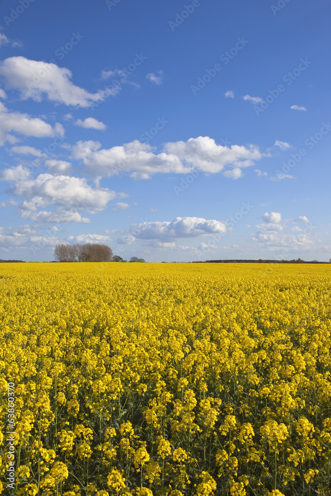 Fototapeta premium yorkshire rape seed crop