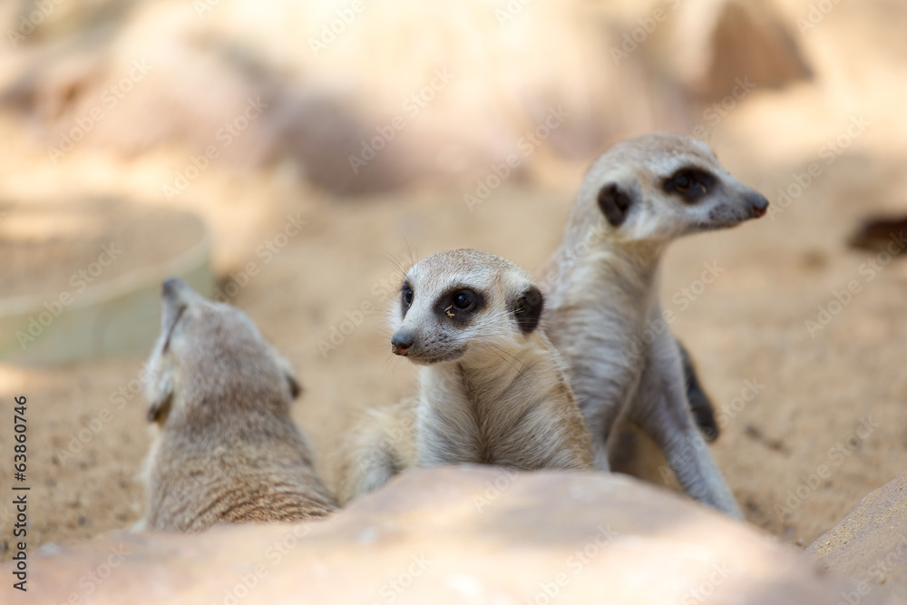 Fototapeta premium group of meerkat
