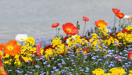 Meadow with beautiful bright red poppy flowers