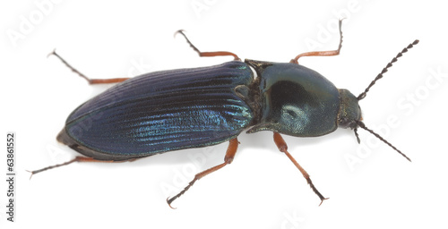 Click-beetle, Selatosomus aeneus isolated on white background