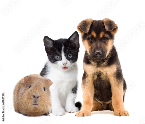 Fototapeta Naklejka Na Ścianę i Meble -  kitten and puppy and guinea pig