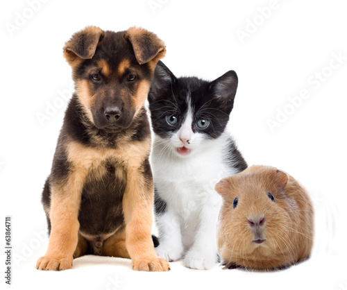 Fototapeta Naklejka Na Ścianę i Meble -  kitten and puppy and guinea pig