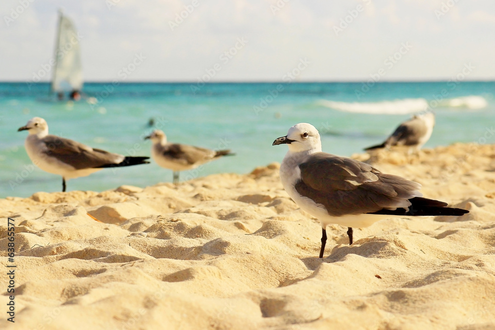 Fototapeta premium Seagulls on Mexican beach