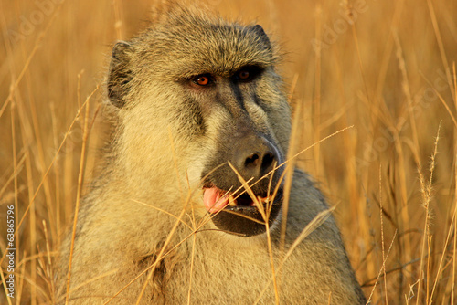 Portrait of African baboon monkey 