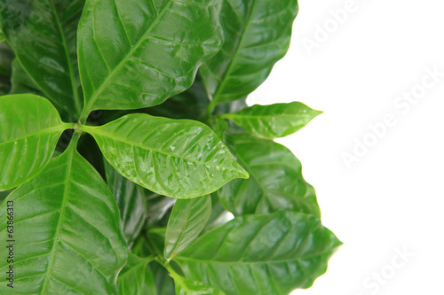 coffe plant isolated on the white background