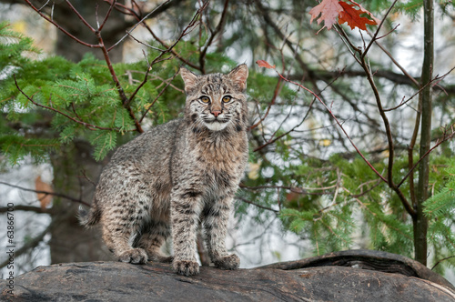 Bobcat Kitten (Lynx rufus) Stares at Viewer from Atop Log
