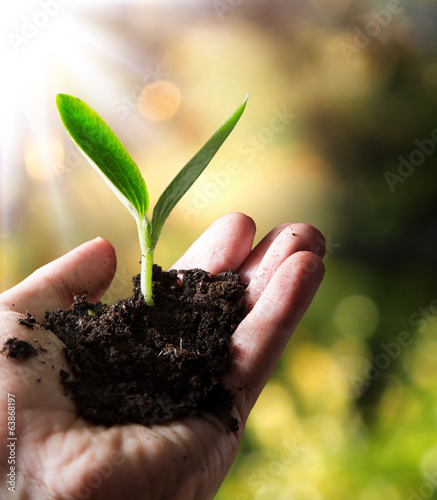 exclusive - agriculture concept , small plant in hand