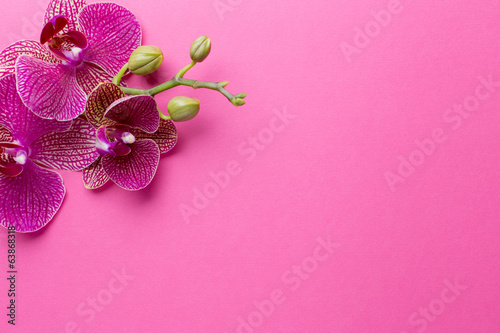 Orchid. photo