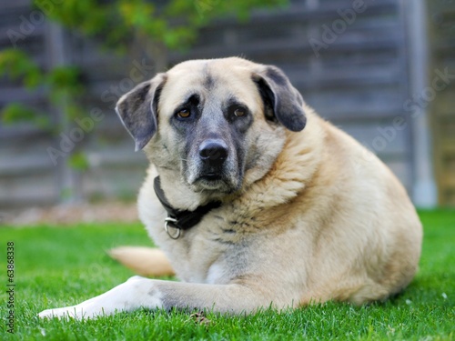 Obraz na plátně kangal hündin