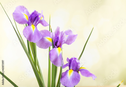 Fototapeta Naklejka Na Ścianę i Meble -  Beautiful iris flower on bright background