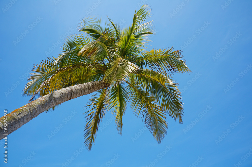 Under a coconut tree with blue sky in background