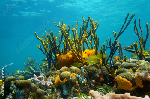 Underwater scenery colorful marine life coral reef