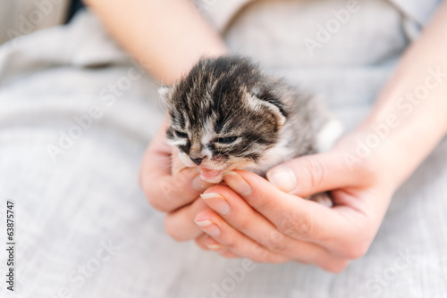 Cute kitten in human hands