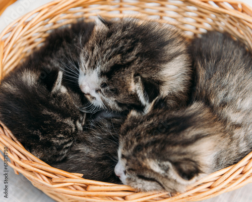 Three fluffy kitten in a basket