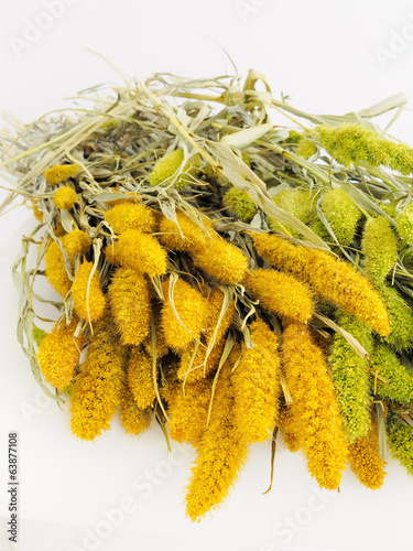 Close-up on the dried setaria faberi. photo