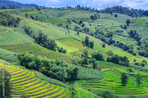 Landscape of the lined Green terraced rice and corn field 