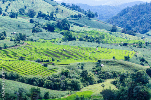 Landscape of the lined Green terraced rice and corn field 