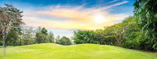 Tree in golf course