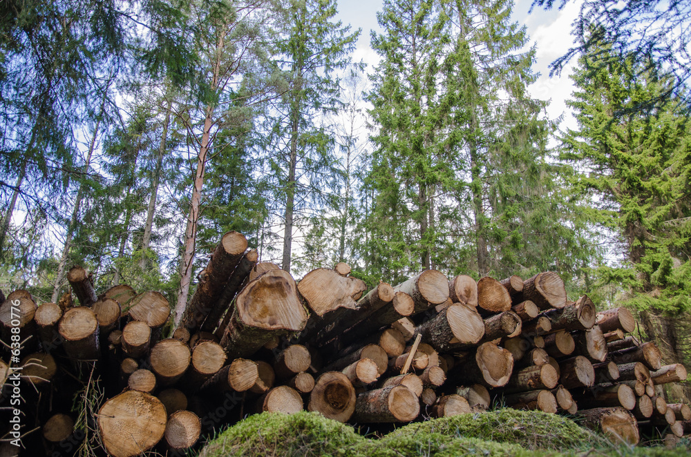 Logpile in the forest