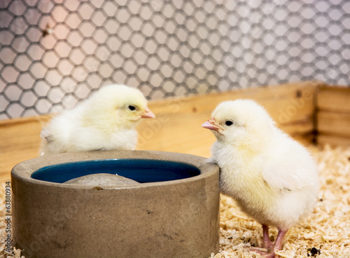 Fotografija Two cute yellow chicks
