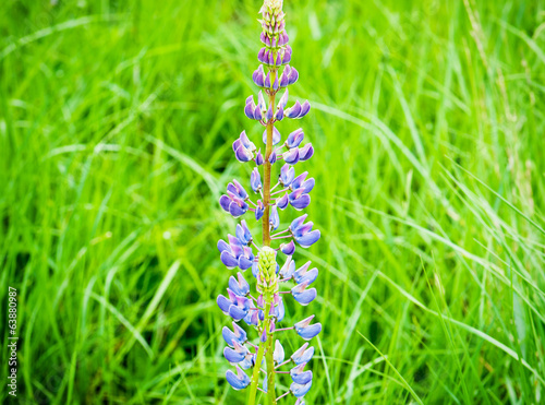 Flowering lupine in a meadow photo