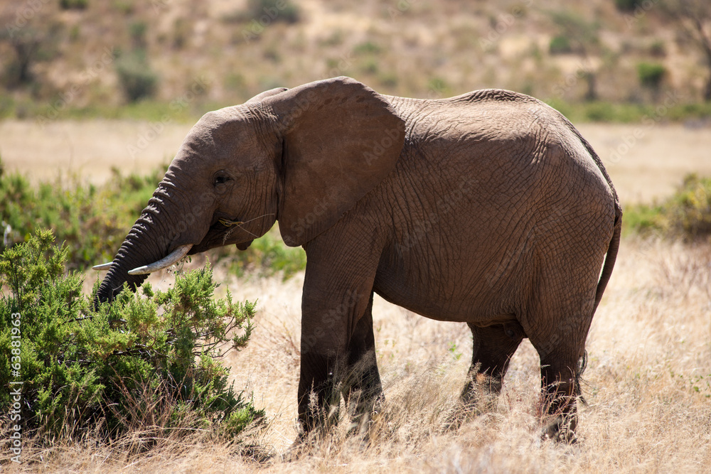 Obraz premium elephant