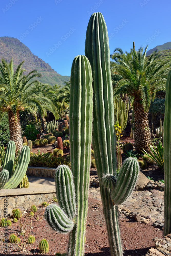 Fototapeta premium Cactus