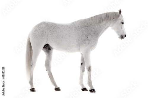 Fotografie, Obraz Bílý kůň na bílém