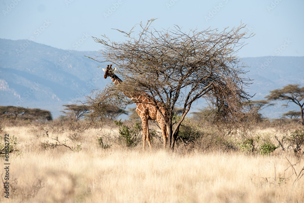 giraffe giraffe