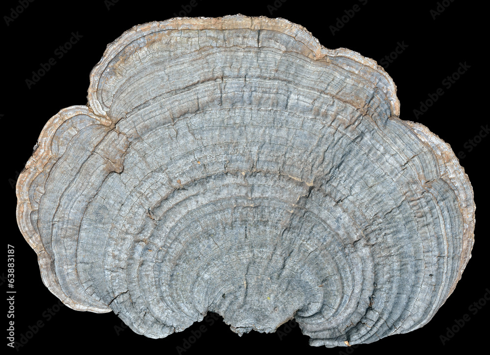Mushroom (bracket-fungus) 3 Mushroom (bracket-fungus) 3
