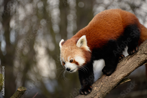 Fototapeta Naklejka Na Ścianę i Meble -  Red panda
