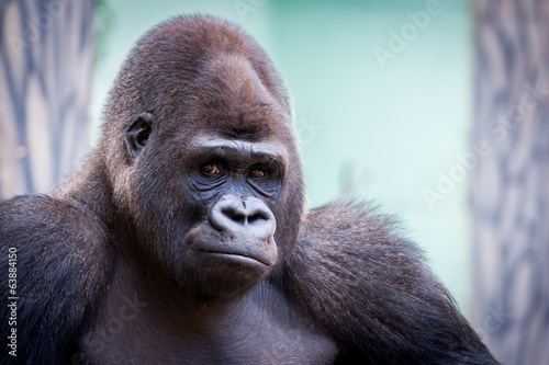 Portrait de gorille des plaines