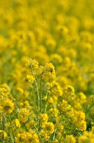 菜の花畑